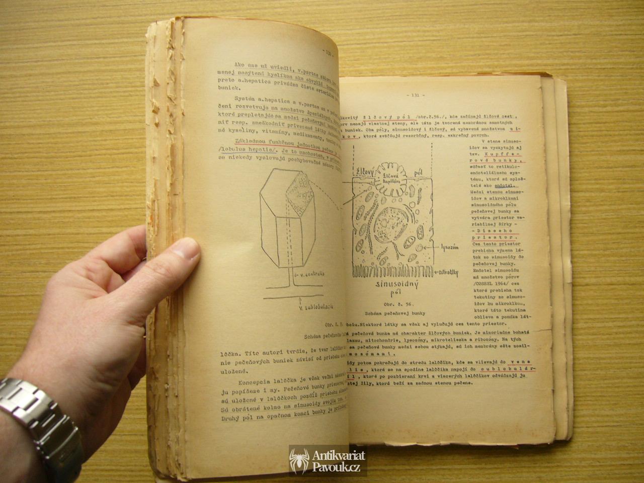 Inczinger, Cagáňová, Bözner - Základy anatómie a fyziológie človeka pre farmaceutov | 1972