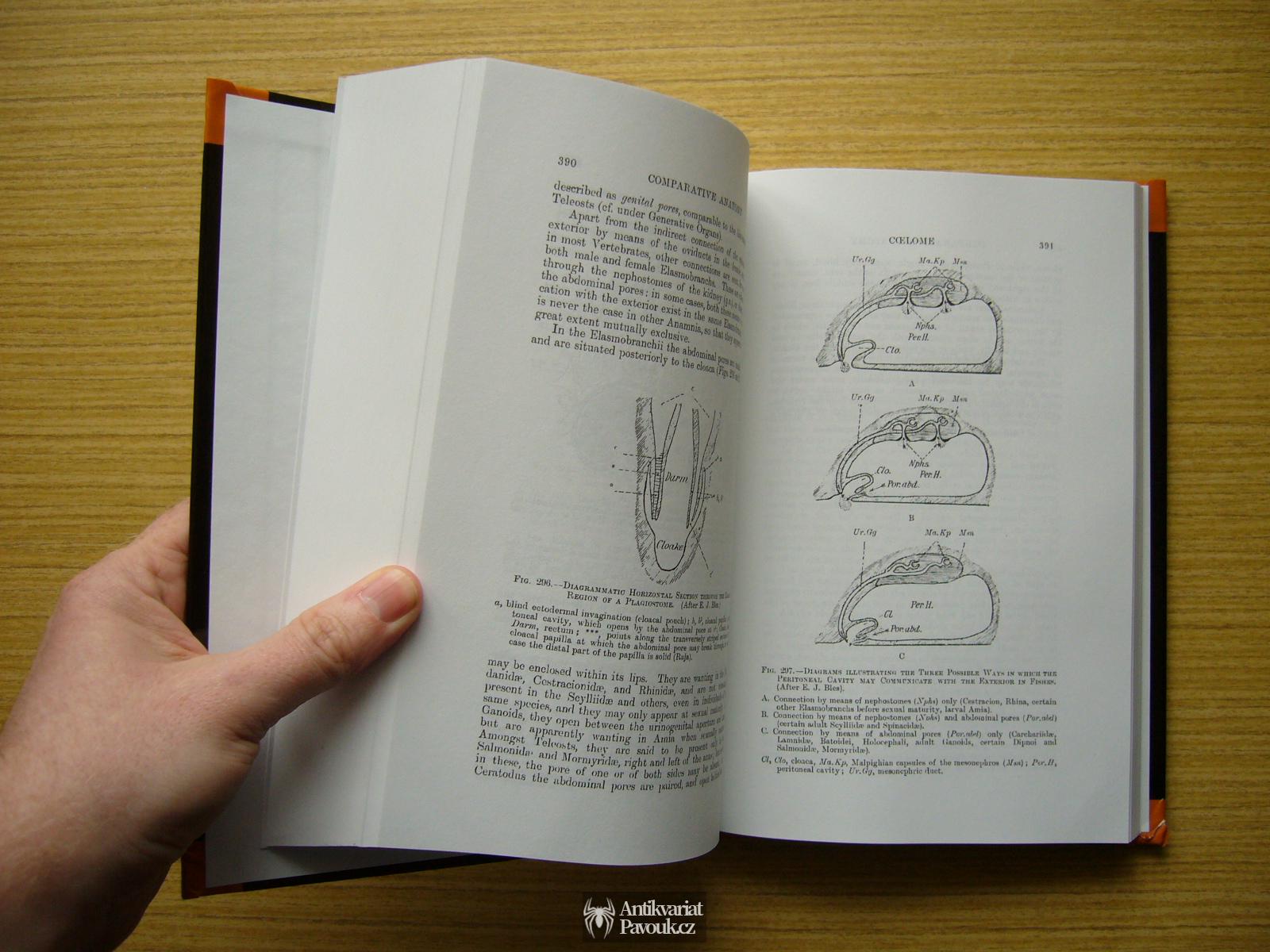 R. E. Wiedersheim, W. N. Parker - Comparative Anatomy of Vertebrates | 2018, anglicky