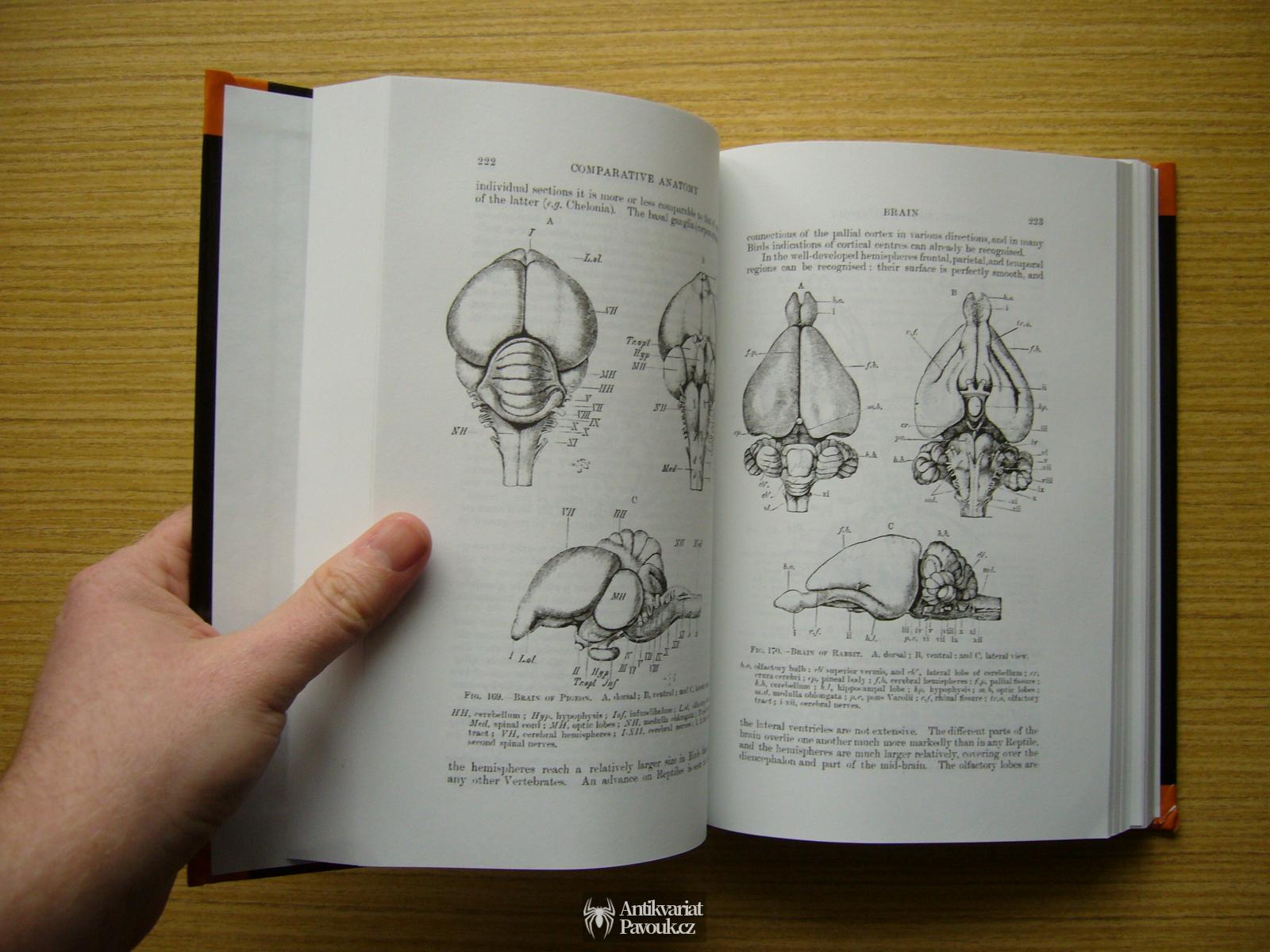 R. E. Wiedersheim, W. N. Parker - Comparative Anatomy of Vertebrates | 2018, anglicky